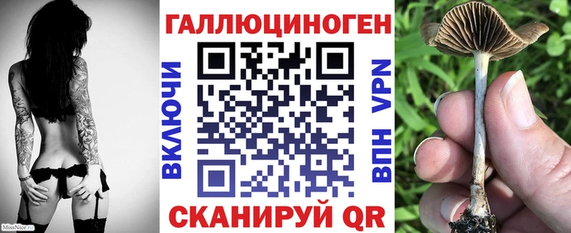 хочу   Петухово  Псилоцибиновые грибы Psilocybe 